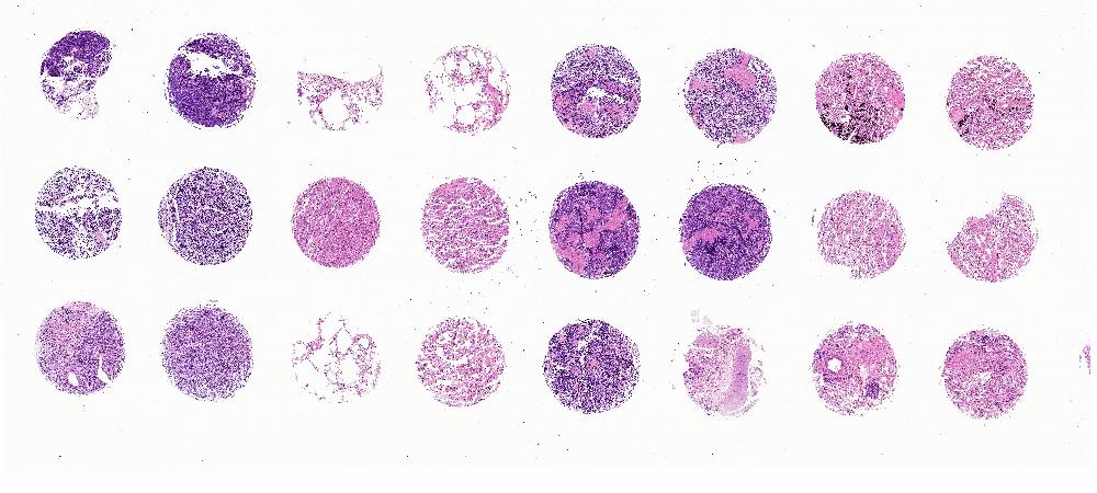 http://www.TaiBSbio.com/images_big/RLN2430.jpg